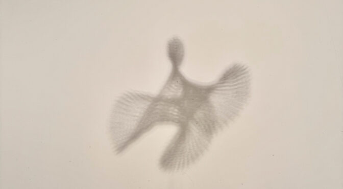 Ruth Asawa’s Sketchbooks